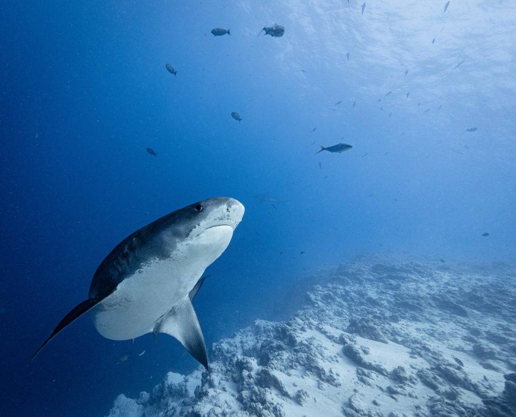 tiger shark diving fuvahmulah