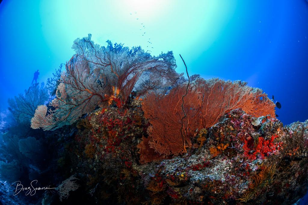 maldives coral reefs