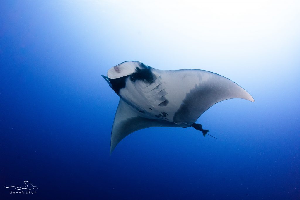 Pelagic scuba diving in Fuvahmulah