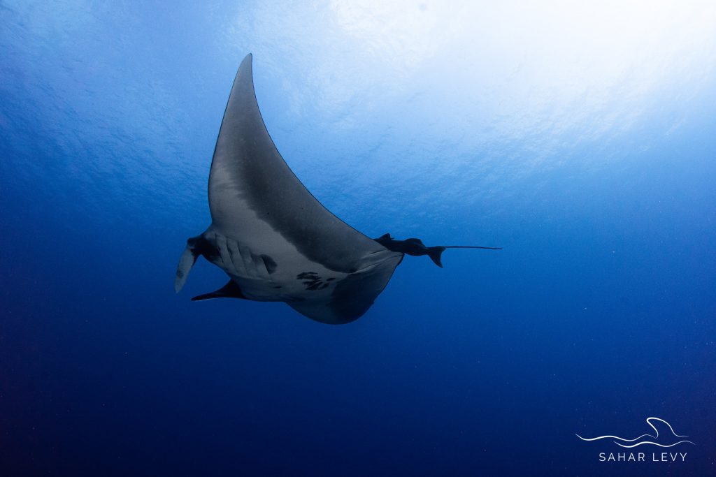 Pelagic scuba diving in Fuvahmulah