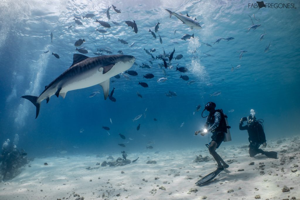 tiger shark diving fuvahmulah