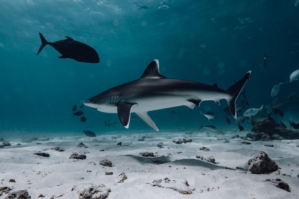 Pelagic scuba diving in Fuvahmulah