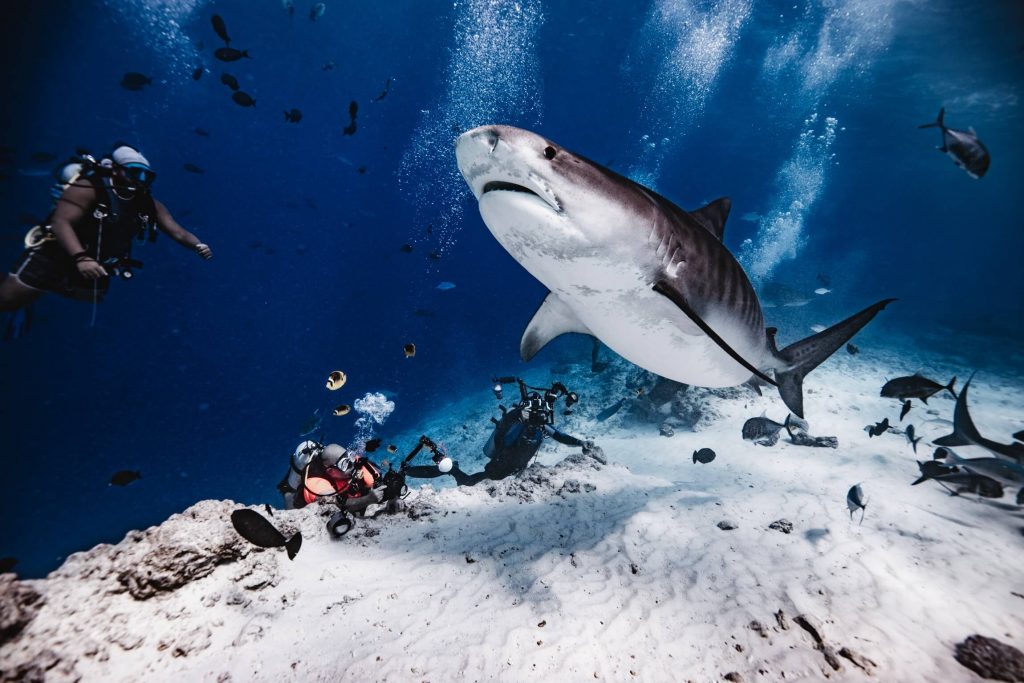 tiger shark diving fuvahmulah