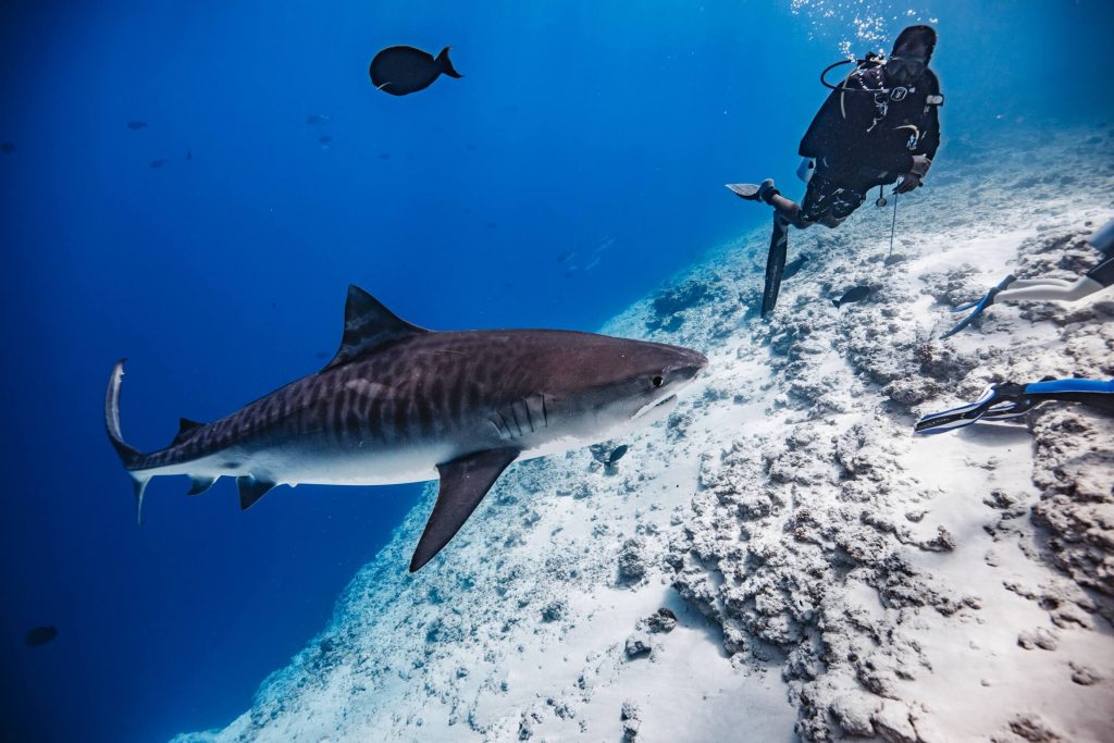 tiger shark diving fuvahmulah