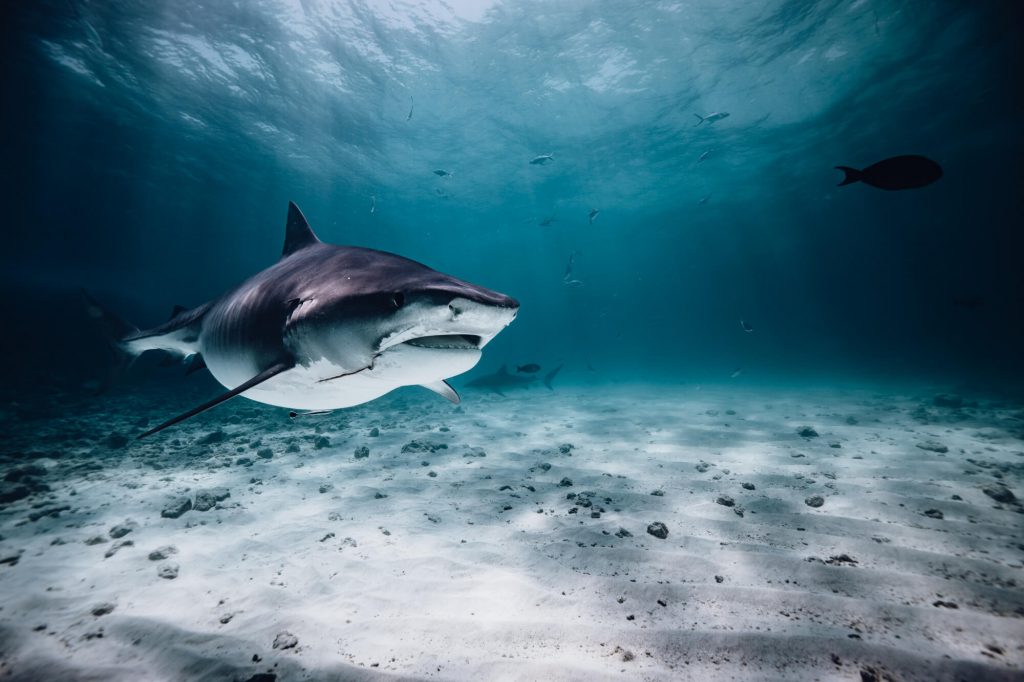 tiger shark diving fuvahmulah