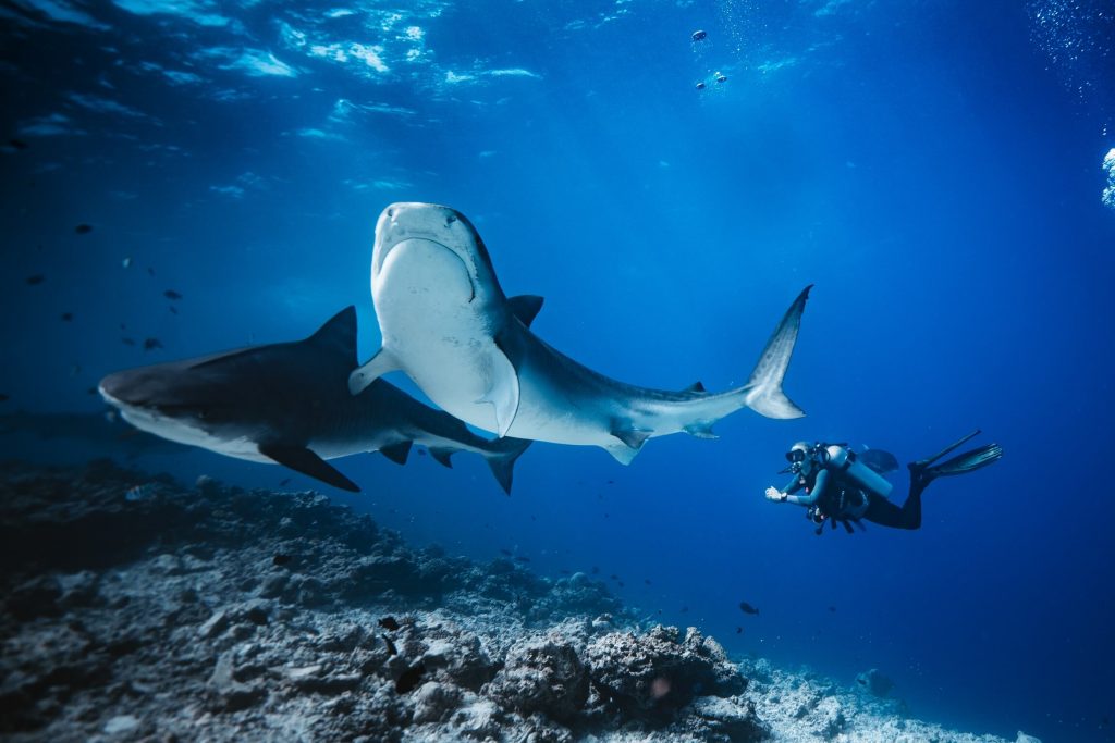 tiger shark diving fuvahmulah