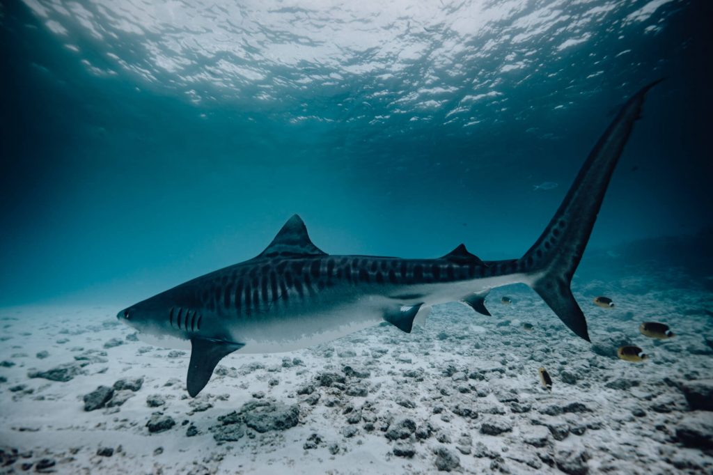 tiger shark diving fuvahmulah