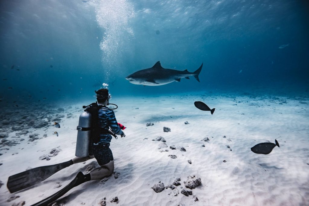 fuvahmulah tiger shark photography