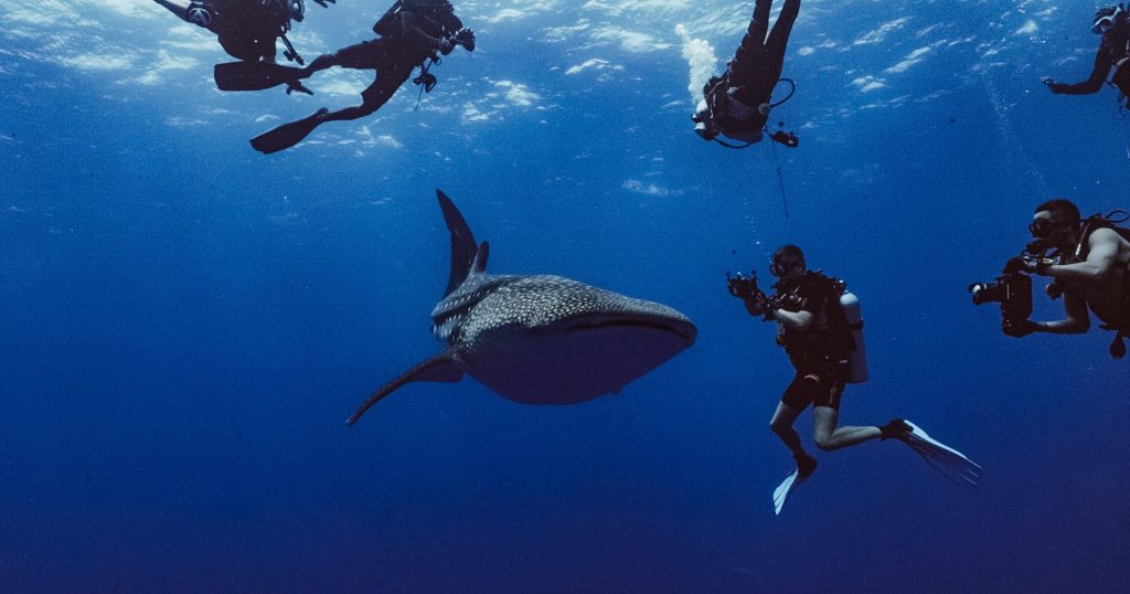 Pelagic scuba diving in Fuvahmulah