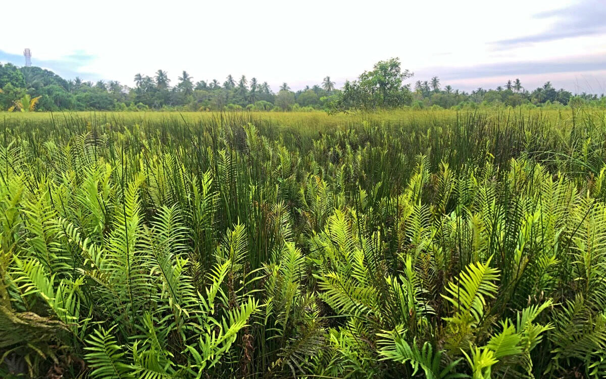 Fuvahmulah nature park