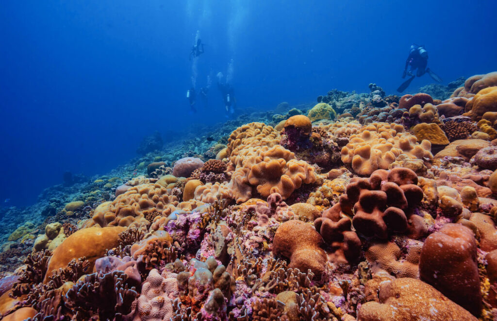 Maldives coral reef